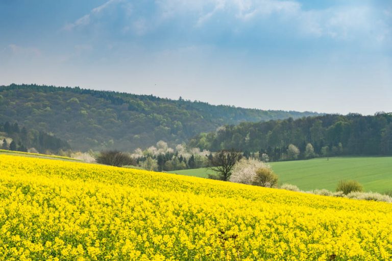 Finnewanderweg in Rastenberg, Blick über den Heidegrund