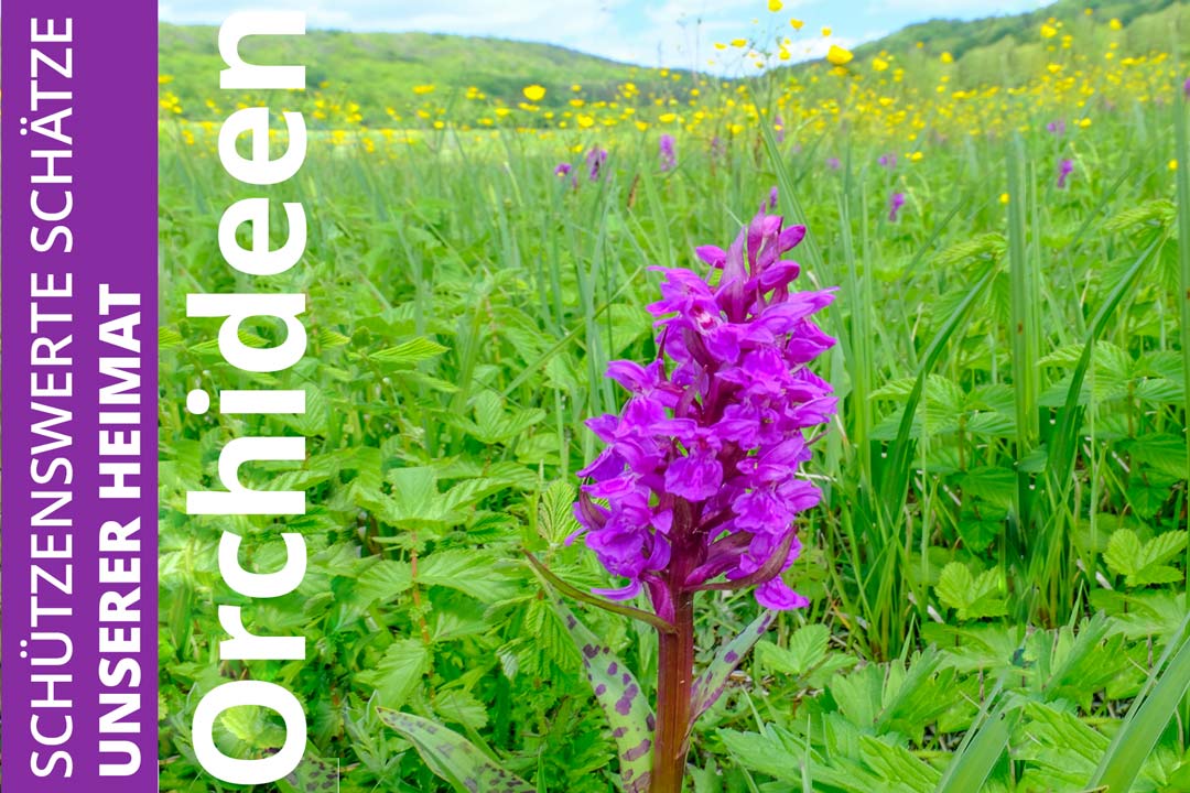 Orchideen, Rastenberg, Finne, Landschaftsschutzgebiet