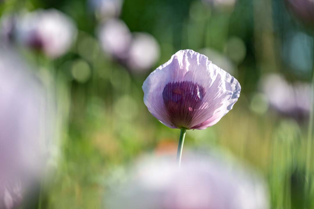 Stadt Rastenberg, Naturstadt