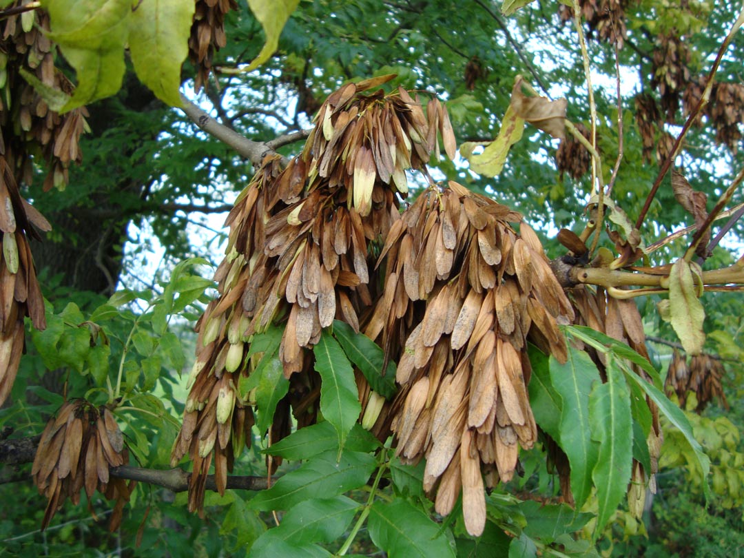 Esche, Rastenberg, GeoPfad |