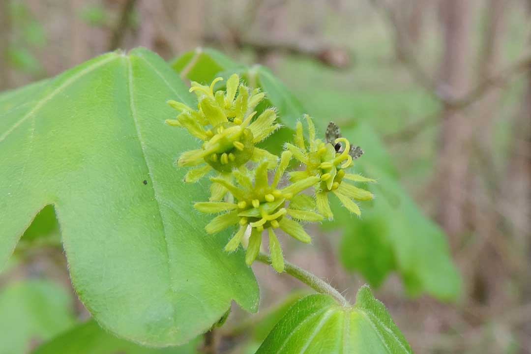 Feldahorn, GeoPfad, Rastenberg