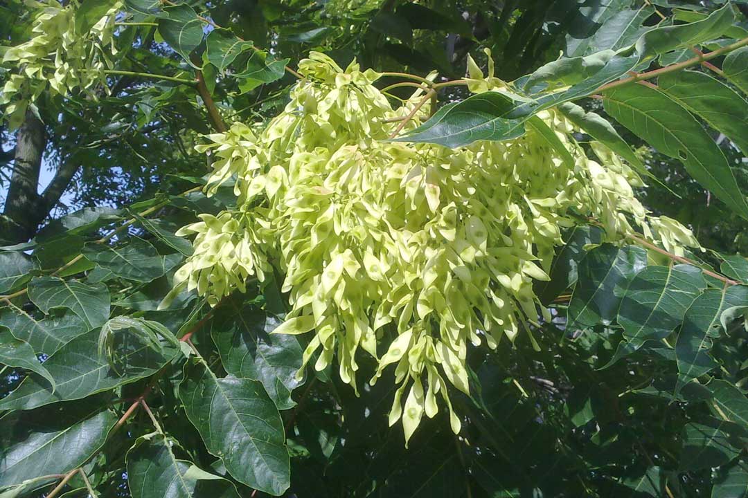 Götterbaum, Rastenberg, GeoPfad