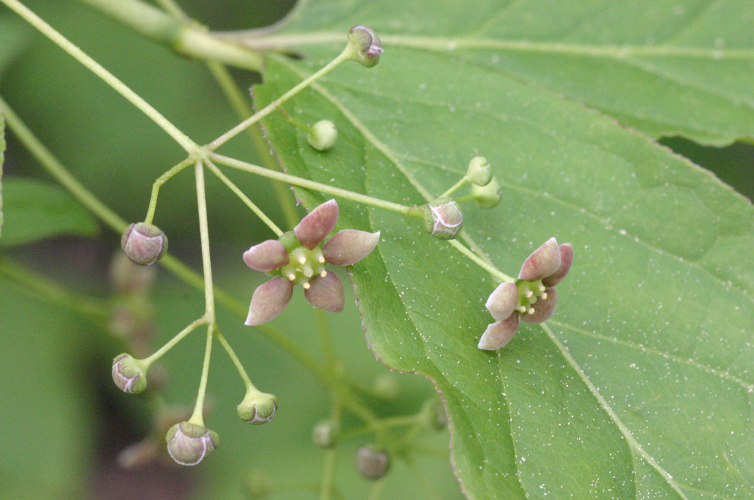GeoPfad, Rastenberg,Breitblättriges Pfaffenhütchen | HermannSchachner