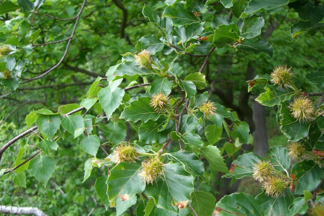 Rotbuche, Geopfad, Rastenberg