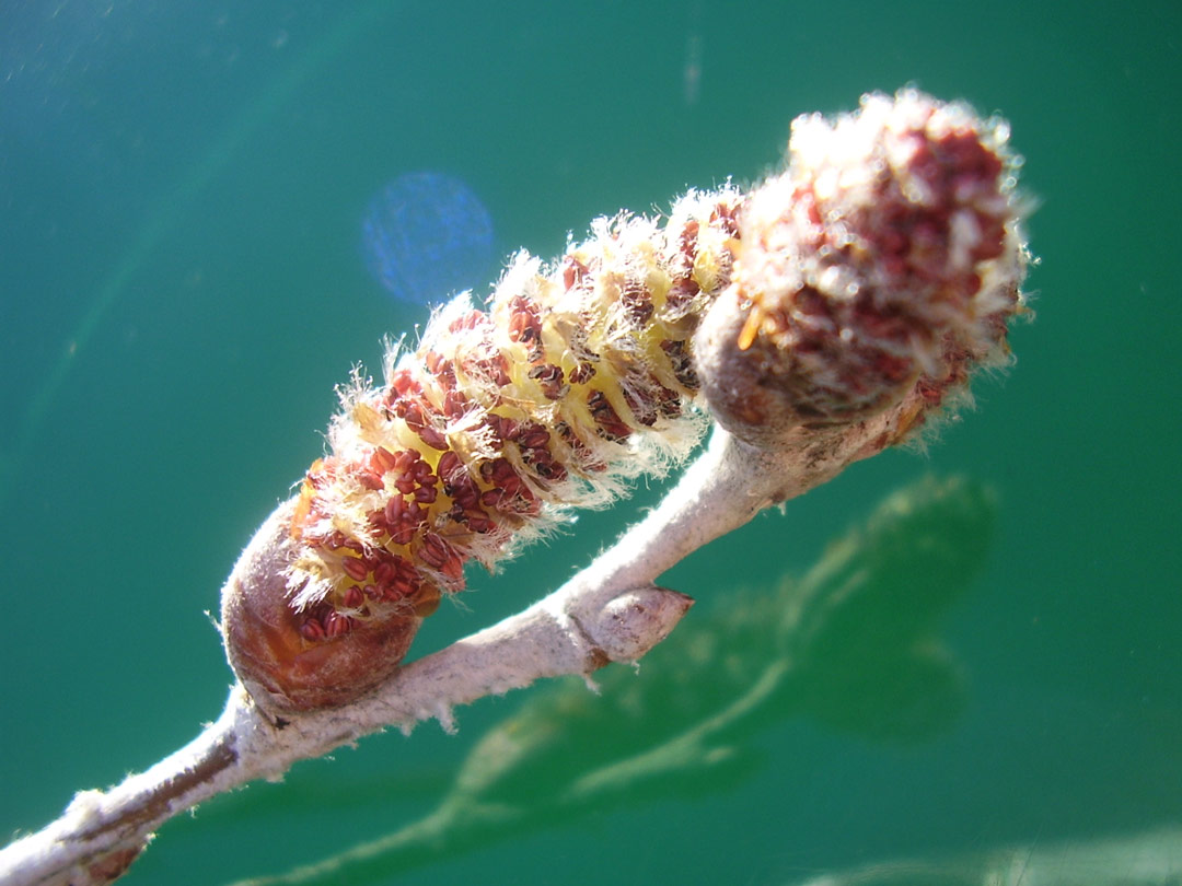 Silberpappel, Pappel, Geopfad, Rastenberg,