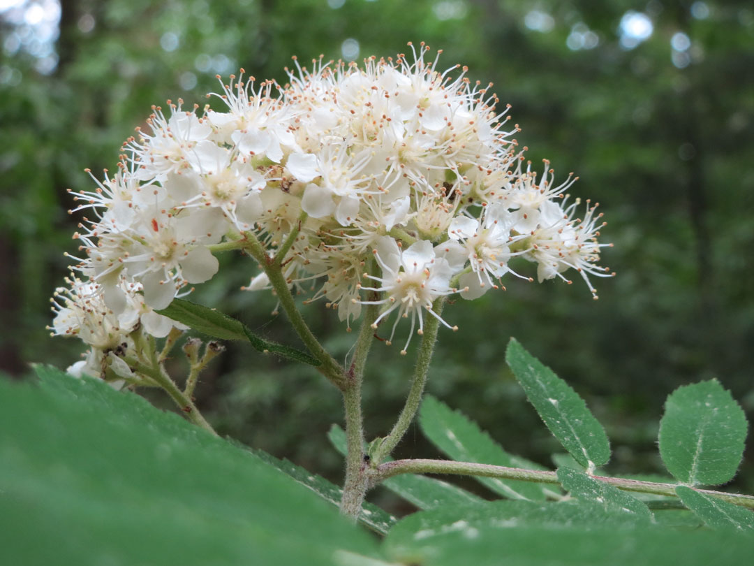 Vogelbeer, Eberesche, Geopfad, Rastenberg,