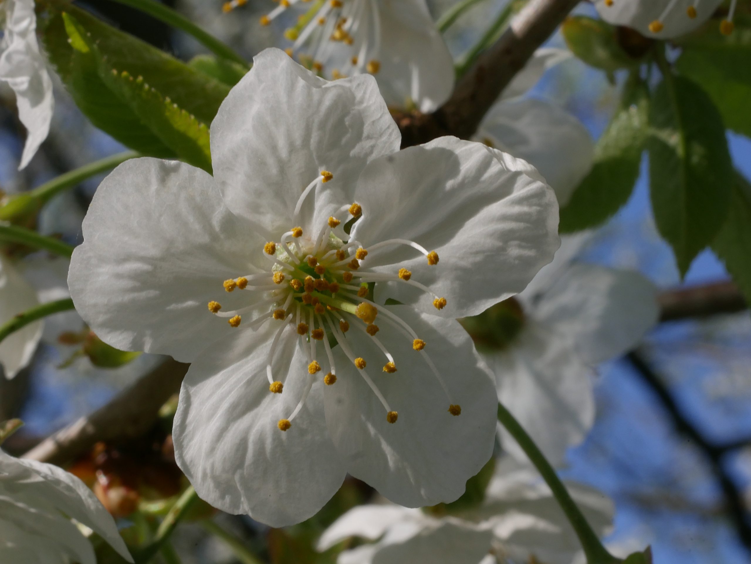 Vogelkirsche, Kirsche, Rastenberg, GeoPfad