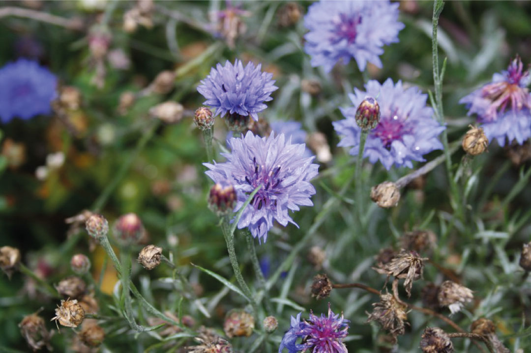 Kräuter, Wanderung, Essen, Natur, Wanderführer, Pädagoge