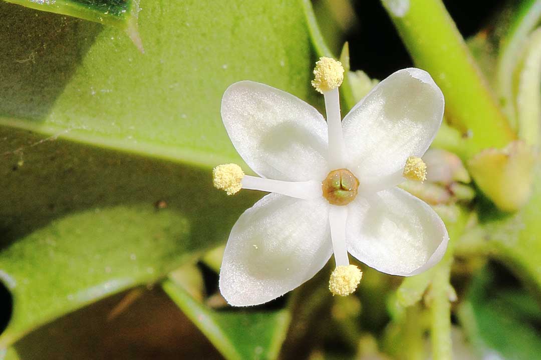 Stechpalme, Rastenberg, GeoPfad