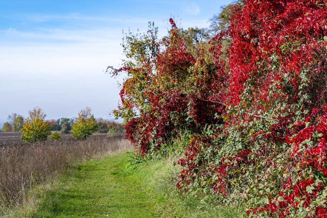 Kolumne, Winter, Rastenberg, Bürgermeisterin