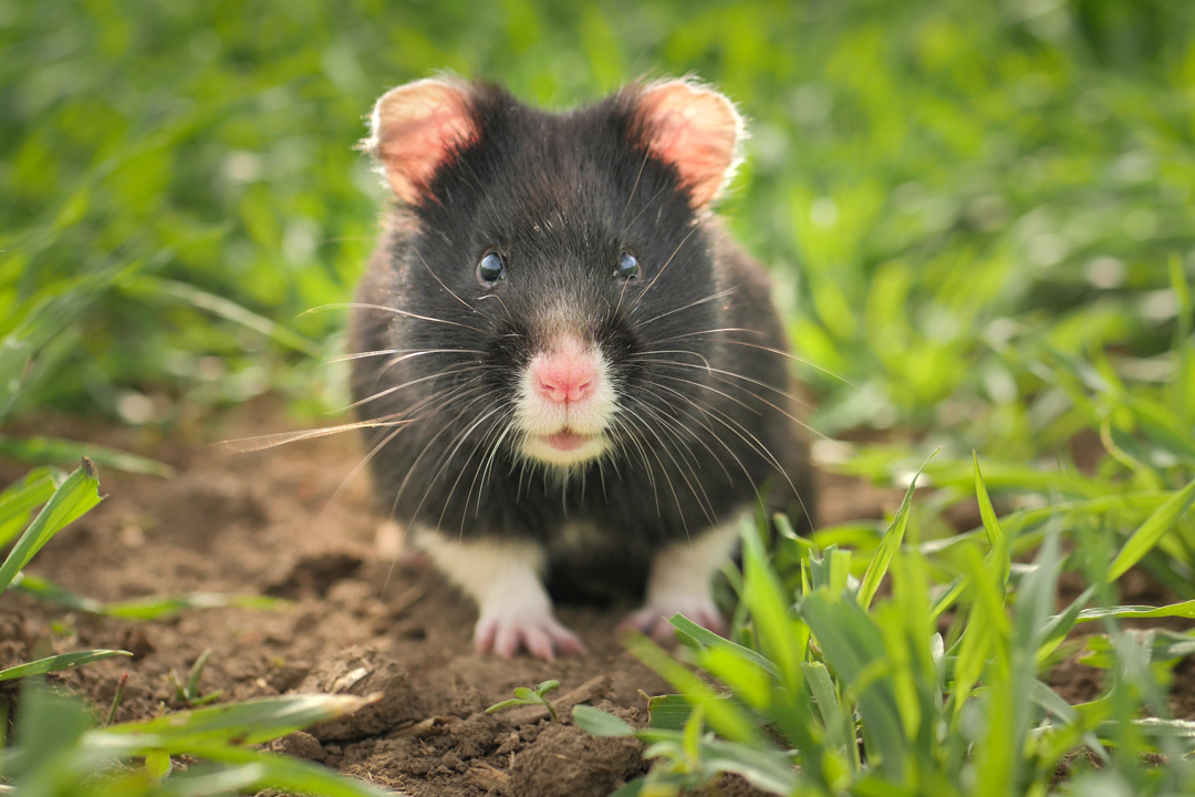 Schwarzer Feldhamster Thüringen 1 - David Cebulla - Die letzten Feldhamster