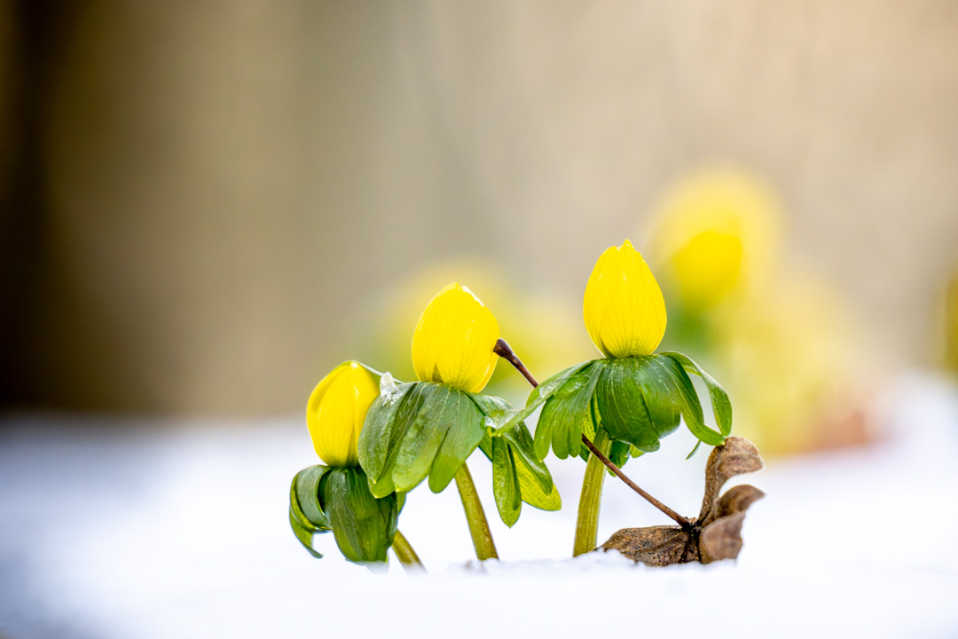 Winterlinge, Rastenberg, Bürgermeisterin, Kolumne