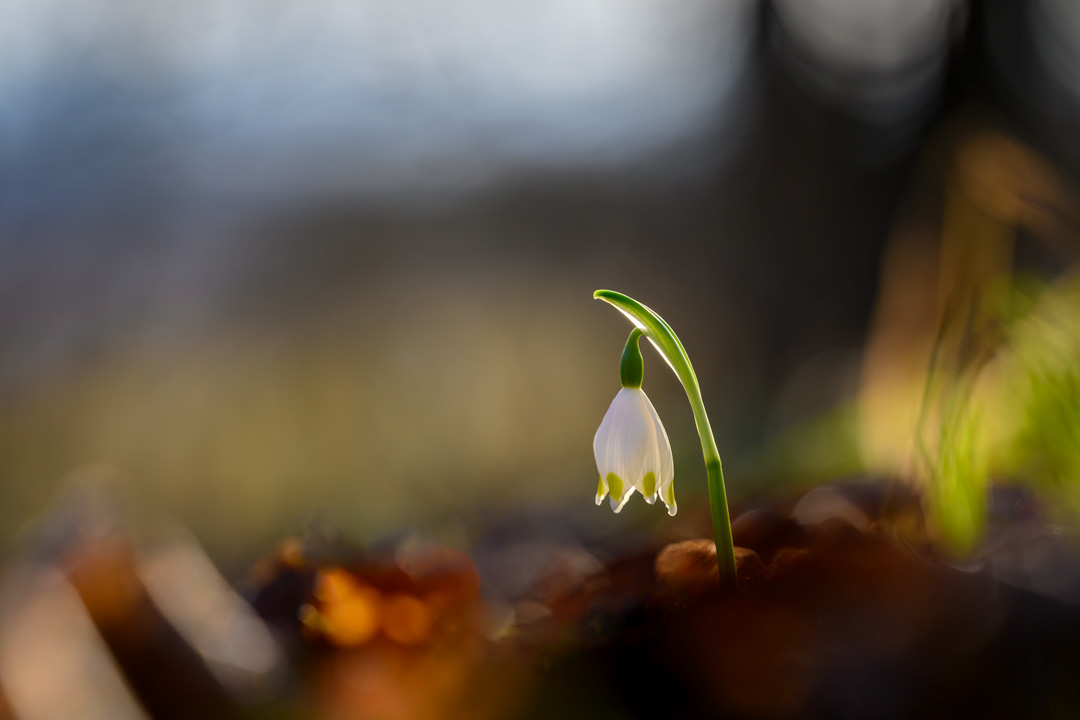 Rastenberg, Kolumne, Frühling