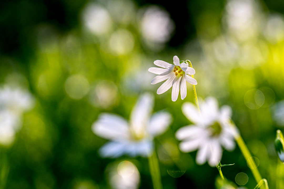 Kolumne, Rastenberg, Winter