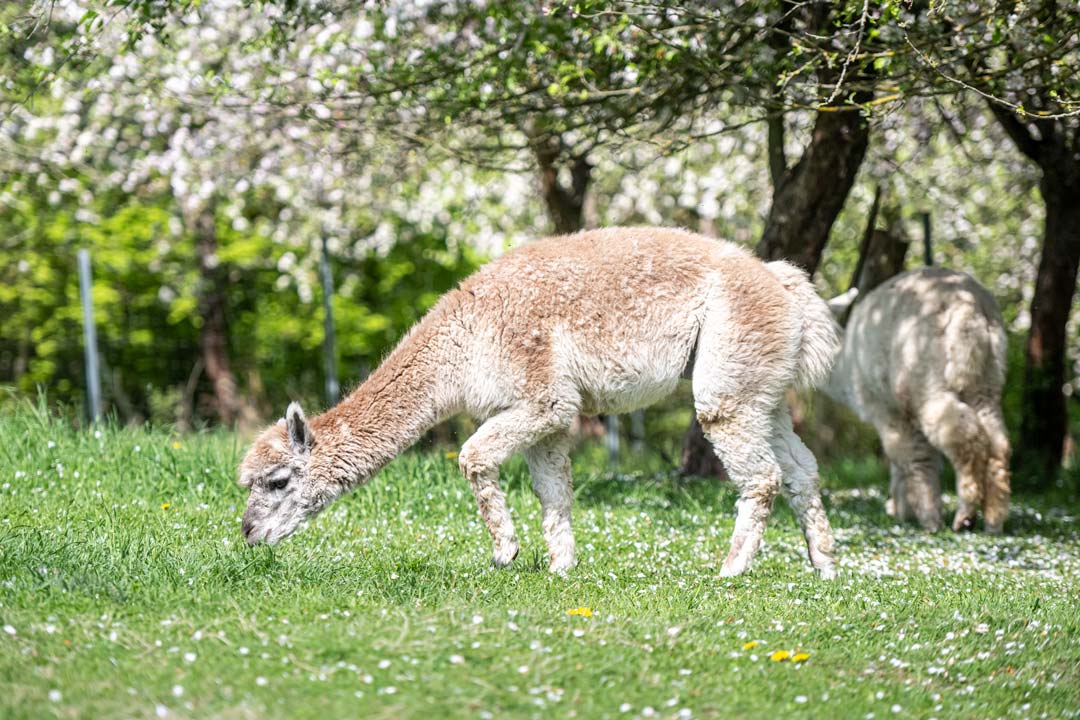 Rastenberg, Natur, Fruehling