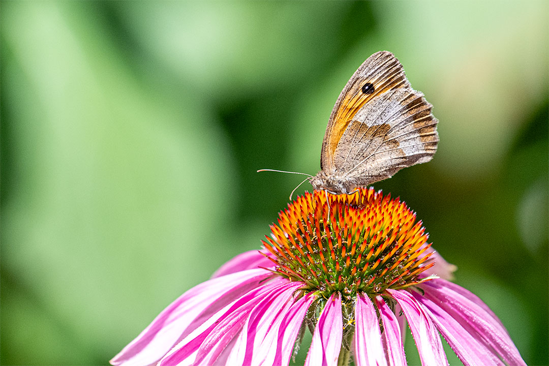 Winter, Bürgermeisterin, Rastenberg, Kolumne