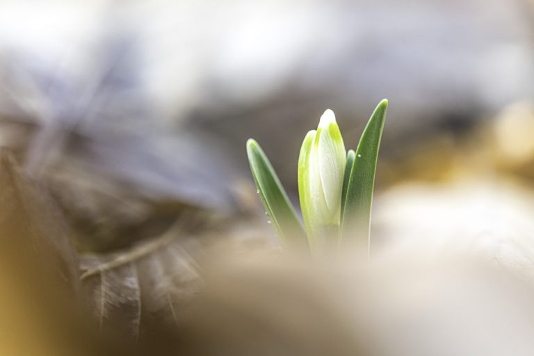 Rastenberg - Frühling