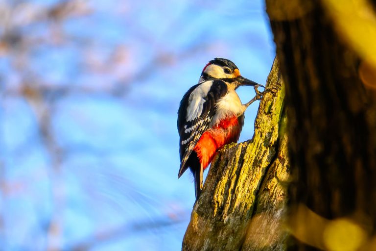 Entdecke bei einer Wanderung auf dem GeoPfad Rastenberg, im Wald einen Buntspecht.