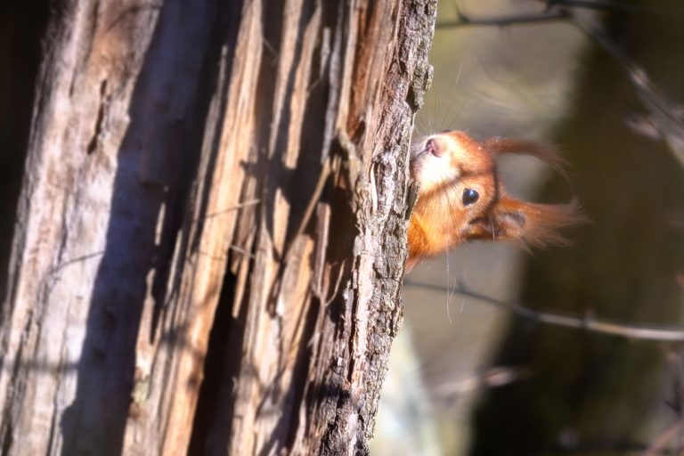 Wandern, Erholung und mehr im Wald von Rastenberg - GeoPfad