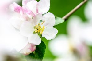 Apfelblüte, Rastenberg im Mai, Kolumne
