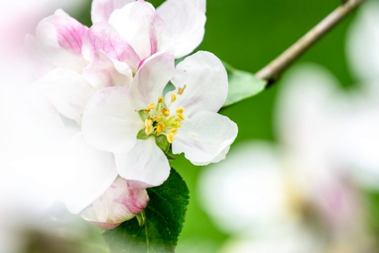 Apfelblüte, Rastenberg im Mai, Kolumne