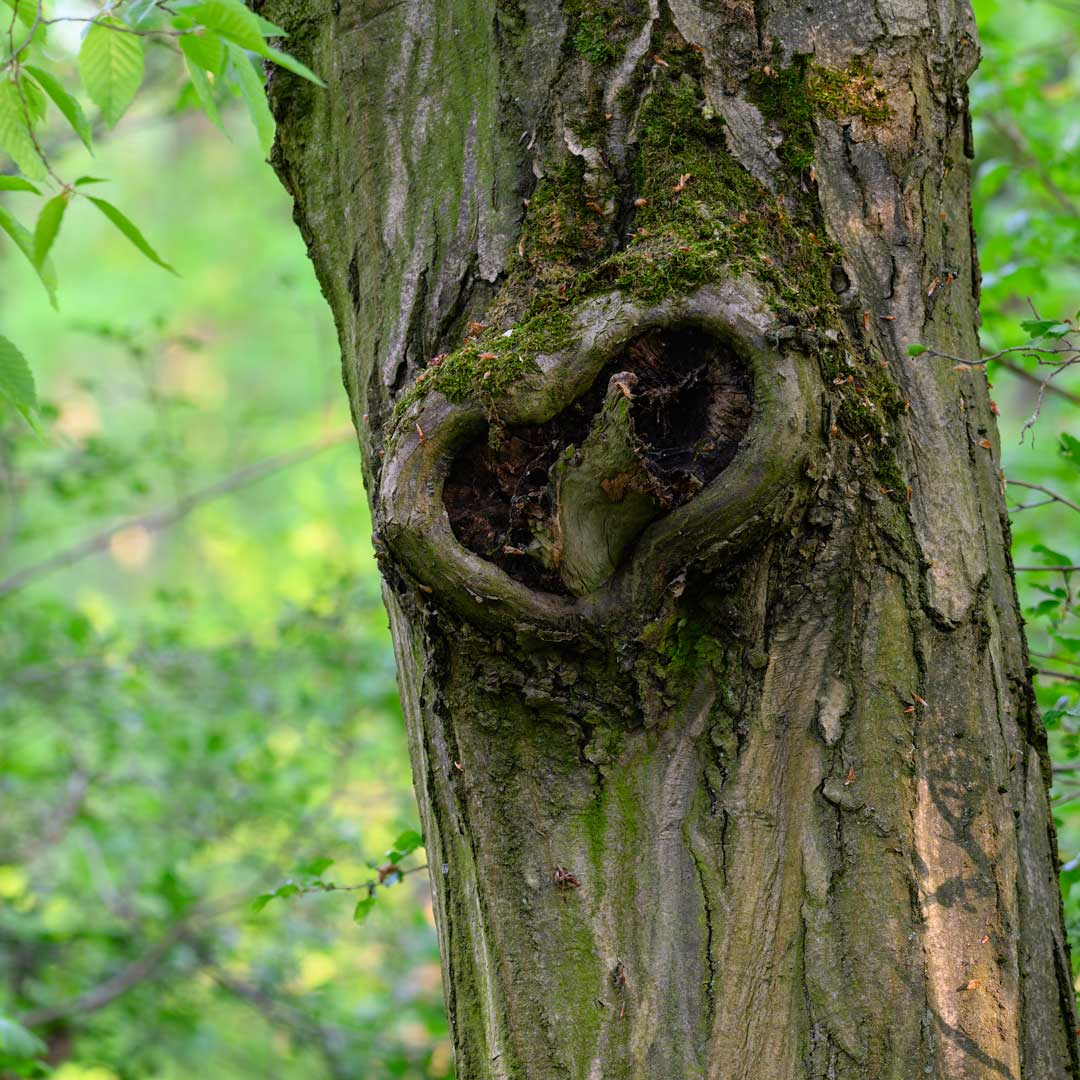 Waldbaden in Rastenberg - das Tor zur Finne