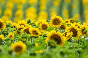 Sonnenblumen - Rastenberg