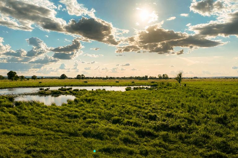 Moorlandschaf im Alperstedter Ried