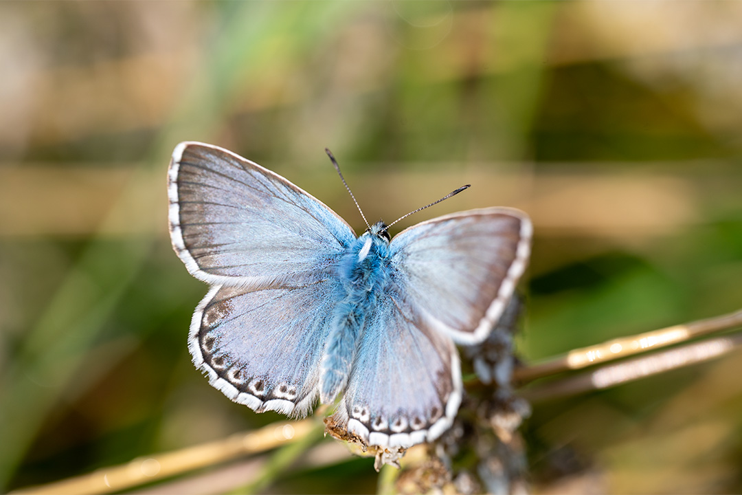 Der Bläuling – ein kleiner Schmetterling liebt Trockenwiesen