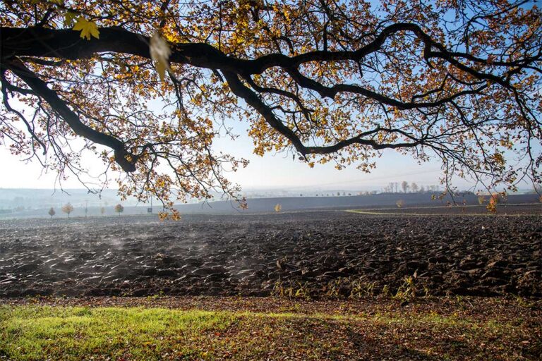 Herbstlandschaft, mit Blick über ein Feld in Richtung Süden