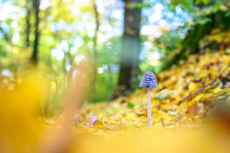 Herbstwald mit einzelnen Pilzen
