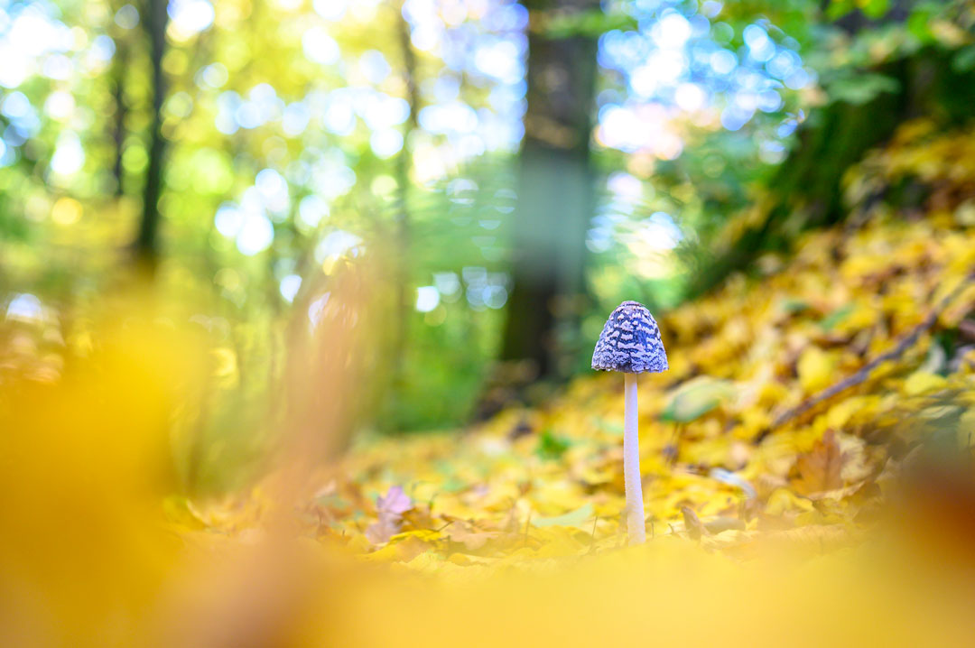 Herbstwald mit einzelnen Pilzen