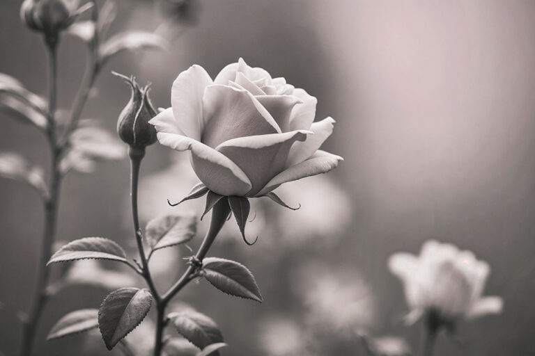 Weiße Rose
